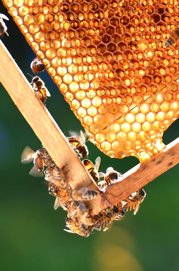 Bees working on golden honeycomb in the hive